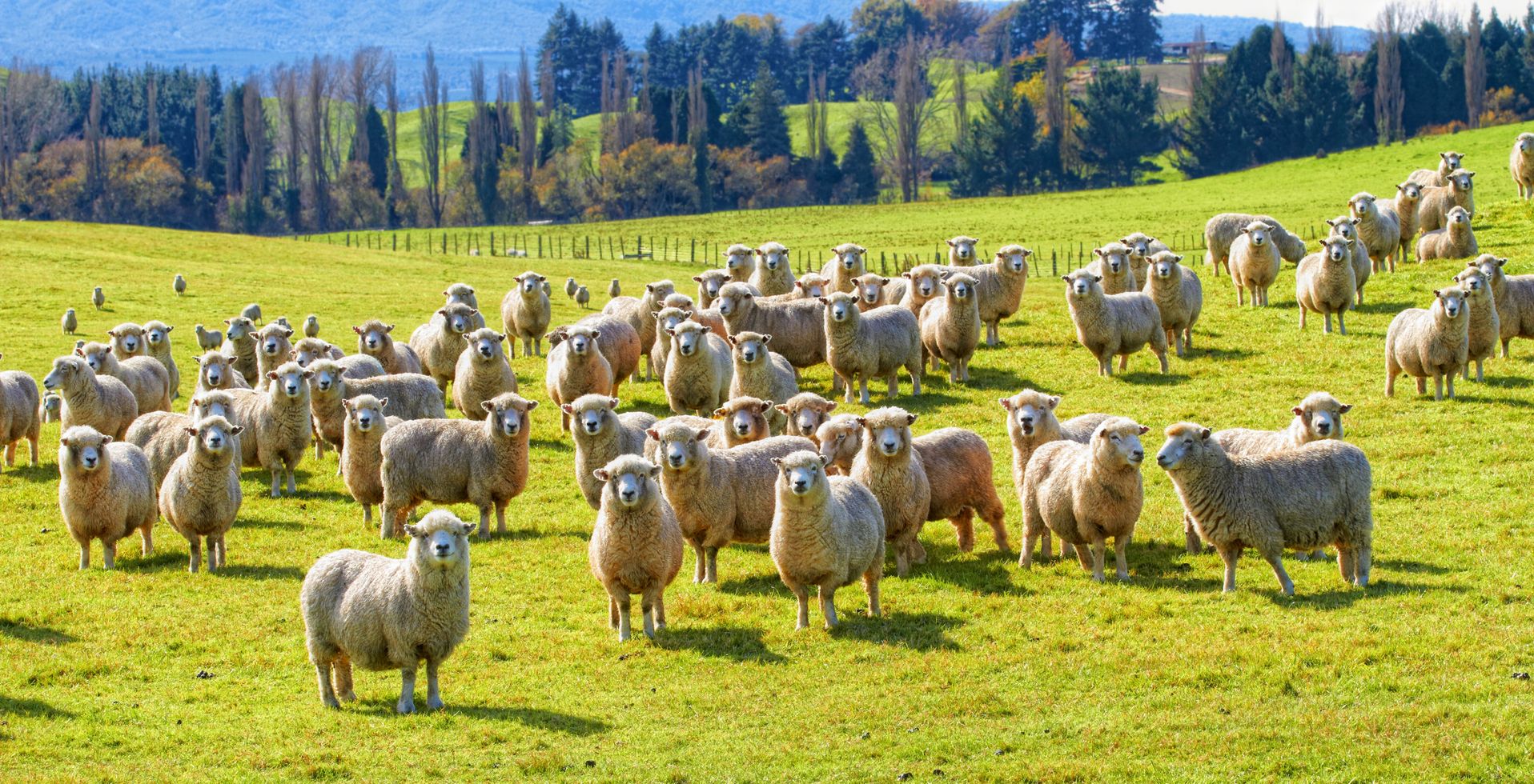 Vé máy bay giá rẻ đi Auckland